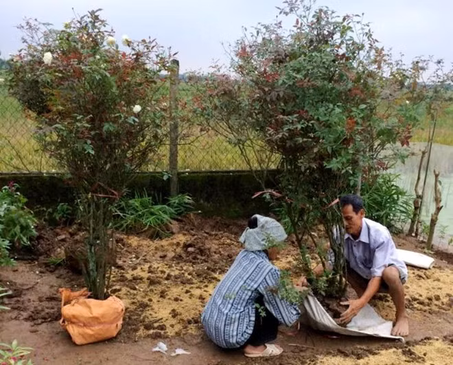 Chúng được ví là loại hồng "đẻ ra tiền". Nhờ đam mê hồng cổ Sapa, không ít nhà vườn có thể đổi đời, thu tiền lớn. Ảnh anh Lê Anh Tuấn (TP Nam Định) sở hữu khoảng 70 gốc hồng tuổi thọ 10 - 20 năm, có giá trị kinh tế lớn. Ảnh: Zing.