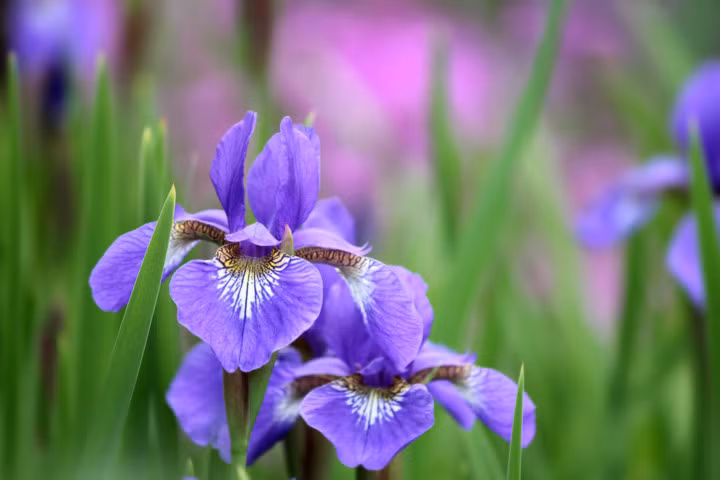 Hoa Diễn Vĩ hay còn gọi là hoa Iris được một số nhà vườn ươm giống và giao hàng dịp Tết. Cây có những bông hoa rực rỡ sắc màu, mùi hương đặc biệt. Hiện mức giá của chúng tùy thuộc vào số lượng nhập hàng của khách.