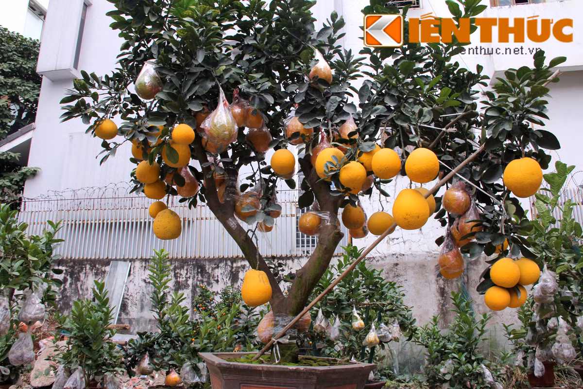 Những cây bưởi cảnh chơi Tết đẹp, lạ mắt đã được nhà vườn Hoài Đức "tập kết" tại một khu vườn trên đường Lạc Long Quân (Hà Nội). Theo người trông vườn cảnh, những chậu bưởi ở đây có cây lên tới 100 quả.