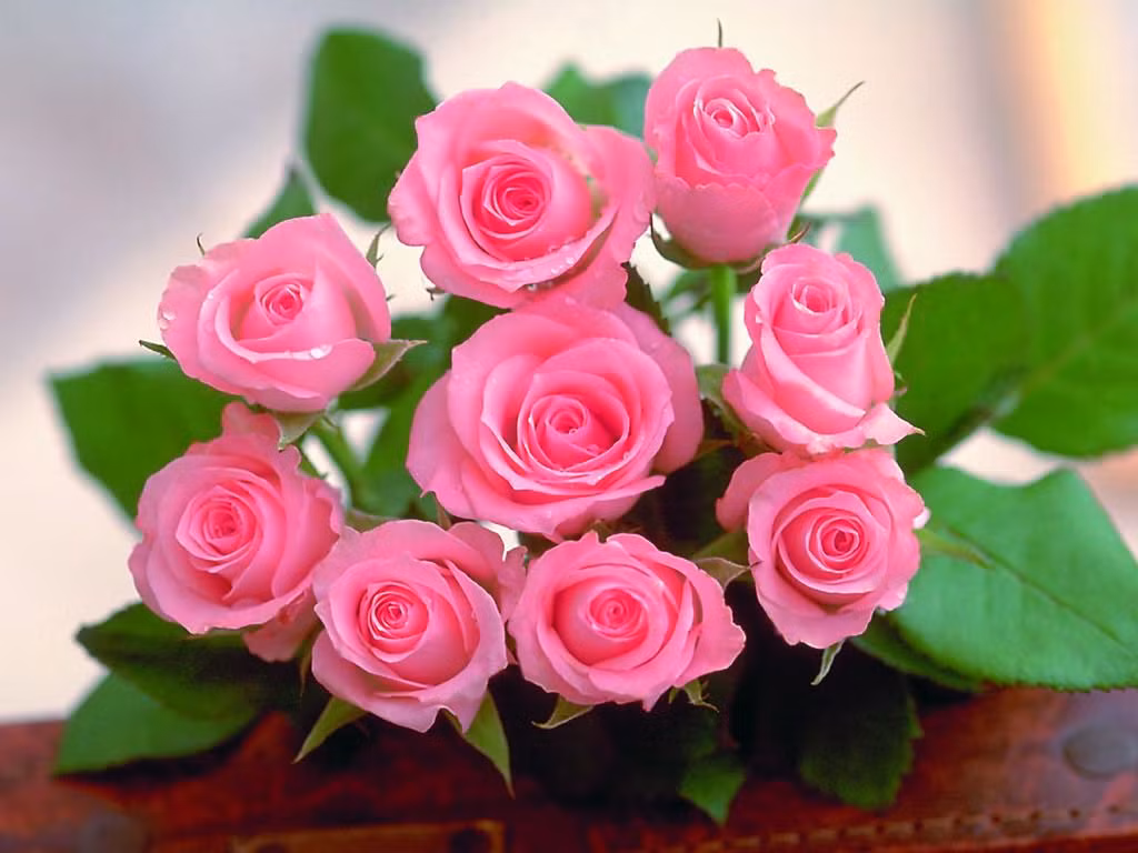 Giải pháp truyền thống nhất khi bạn băn khoăn mua hoa tặng Valentine cho người yêu chính là những bó hồng. Tùy từng loại hồng Đà Lạt, hồng ta mà mức giá mỗi bó hồng sẽ dao động từ 100.000 - 300.000 đồng.
