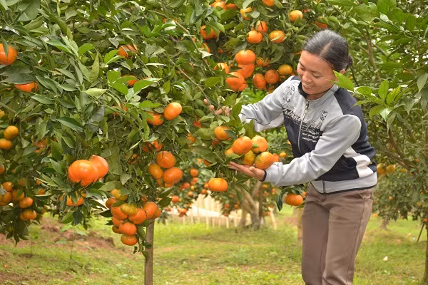 Ngoài ra, khách mua có thể chọn một số cửa hàng phân phối cam canh uy tín trên thị trường thay vì mua ở những sạp hàng trôi nổi, không rõ nguồn gốc sản phẩm. Nếu có điều kiện, khách mua tận vườn sẽ tránh mua phải "hàng nhái". Hiện tại, cam canh đang được trồng nhiều ở Từ Liêm (Hà Nội), Văn Giang (Hưng Yên), Bắc Giang và một số địa phương miền Trung