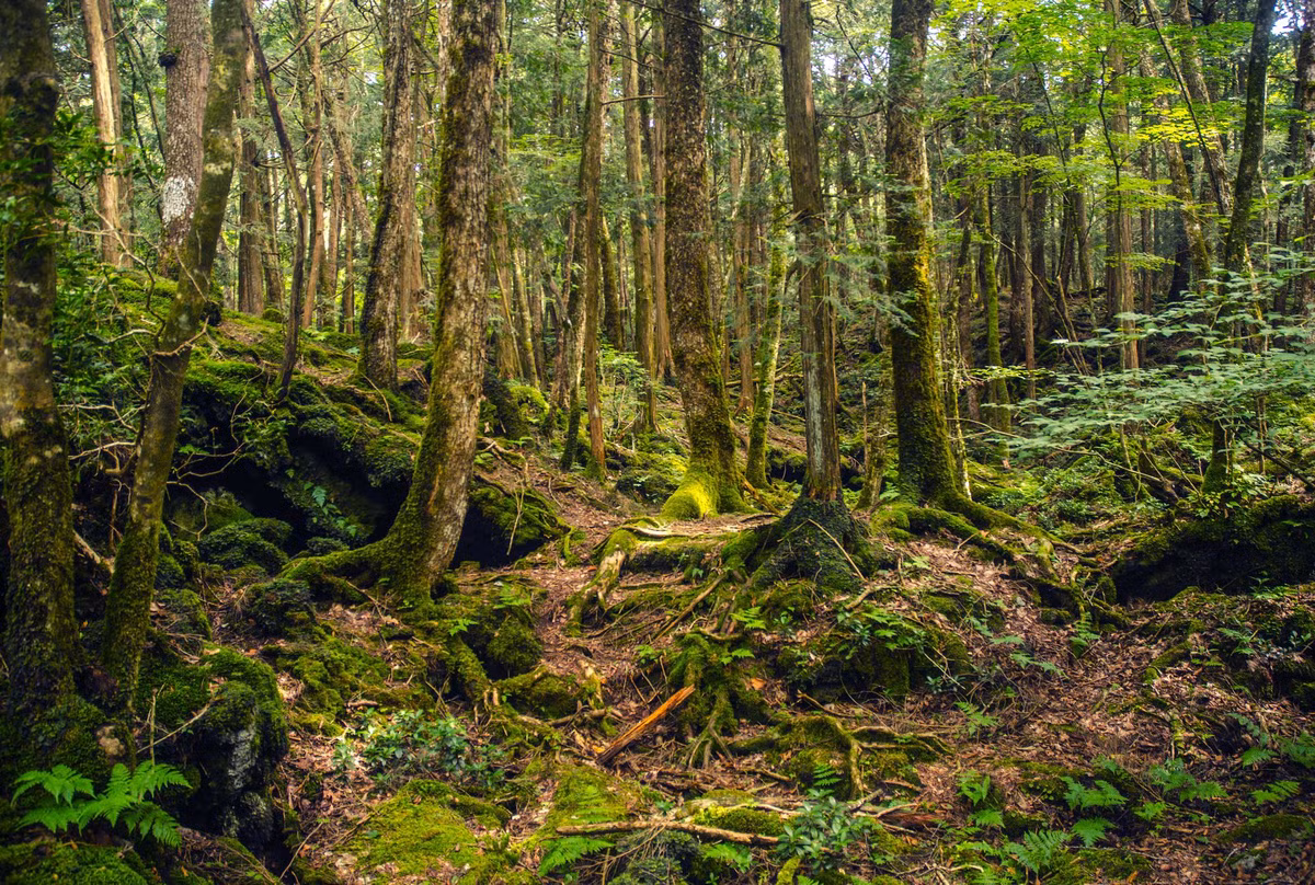 Nằm dưới chân núi Phú Sĩ, Nhật Bản, khu rừng gây ám ảnh Aokigahara khiến nhiều người không khỏi rùng mình ớn lạnh khi tiến sâu vào bên trong.