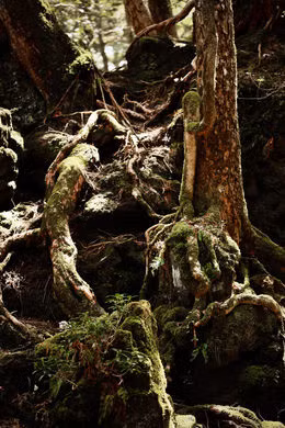 Khi tiến vào sâu trong rừng Aokigahara, nhiều người cảm nhận được không khí âm u lạnh lẽo, tĩnh mịch đến rợn người.