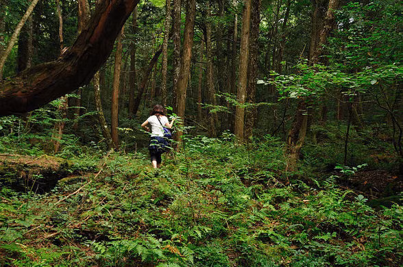 Khu rừng Aokigahara càng trở nên đáng sợ hơn khi một số người tìm đến đây để kết liễu cuộc đời.