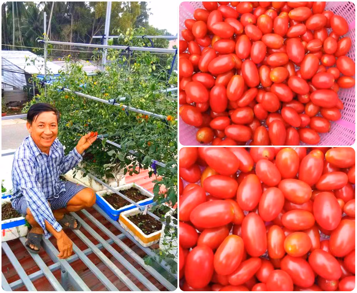 Mỗi ngày chú Hiếu thường tưới nước cho rau vào buổi sáng sớm và chiều mát. Đối với cây ăn lá, chú bón phân cho đến khi rau ra lớn thì chỉ tưới nước sạch.