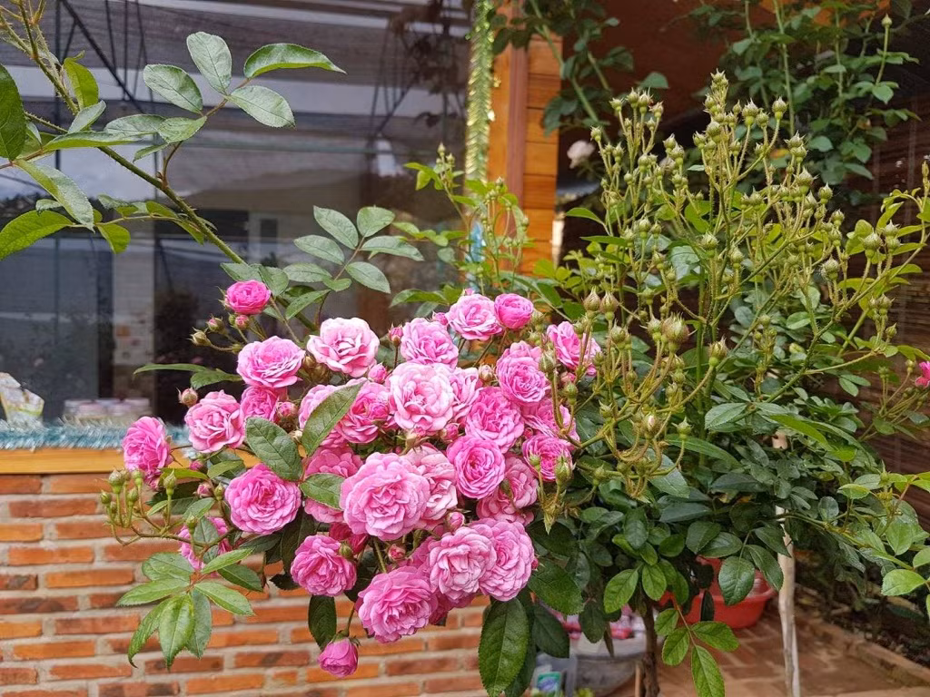 Bất kỳ loài hồng nào đều góp phần mang đến bữa tiệc màu sắc và hương thơm khó quên khi dạo quanh khu vườn. Ảnh: Vietnammoi.vn