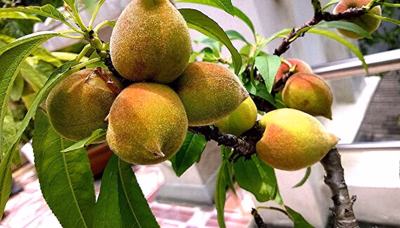Anh Nam Hải cho biết, nhà anh có khoảng 80 chậu đào trên sân thượng tầng 2 và tầng 3. Các gốc đào nào có quả thì quả đều sai trĩu cành, chẳng khác gì các loại đào lấy quả người dân trồng trong vườn. Ảnh: Diễn đàn kinh tế Việt Nam.