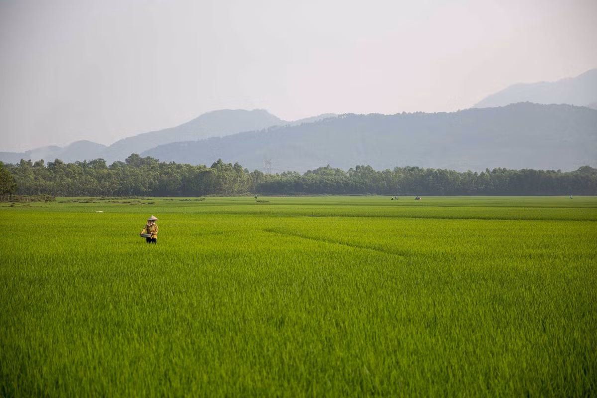 Ruộng lúa bát ngàn gần thành phố Vinh, Nghệ An. Ảnh: Mathieu Arnaudet - 500px.com.