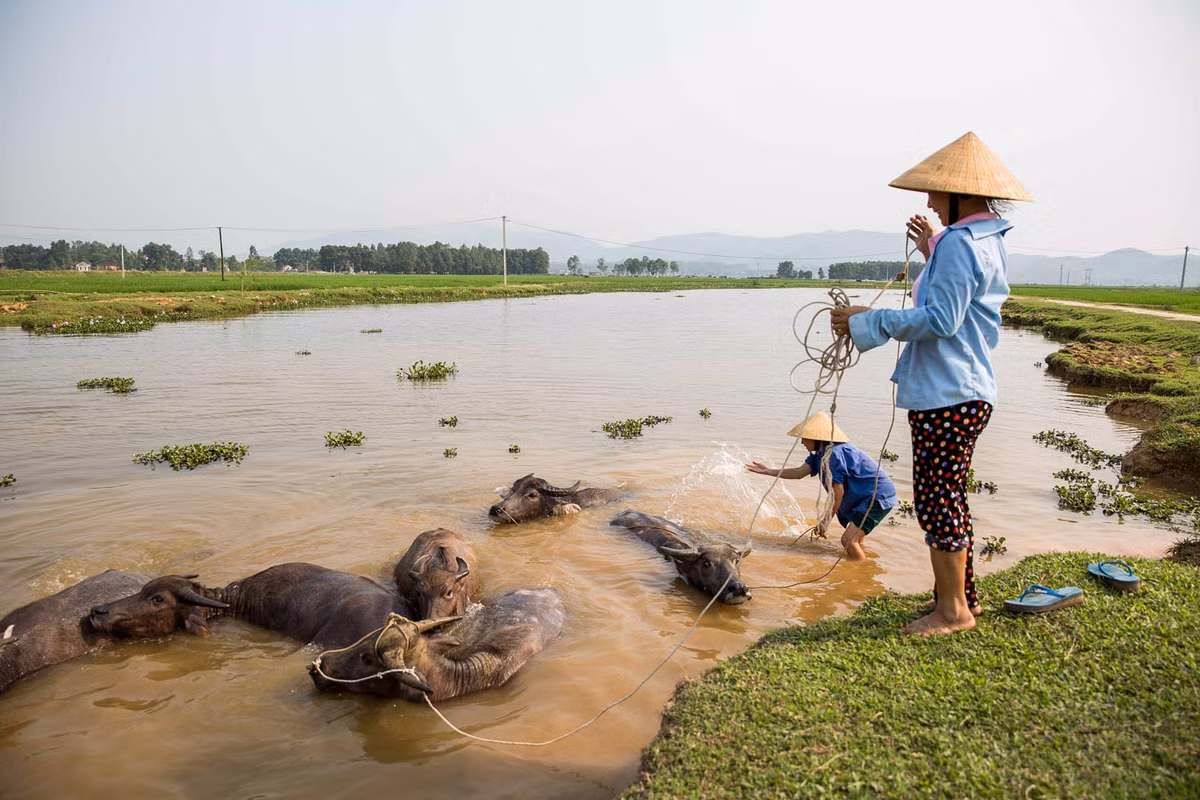 Những người nông dân tắm cho đàn trâu ở gần Vinh. Ảnh: Mathieu Arnaudet - 500px.com.