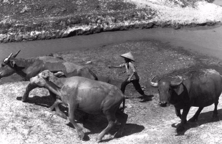 Lùa trâu về làng. Ảnh: Ferdinando Scianna/ Magnum Photos.
