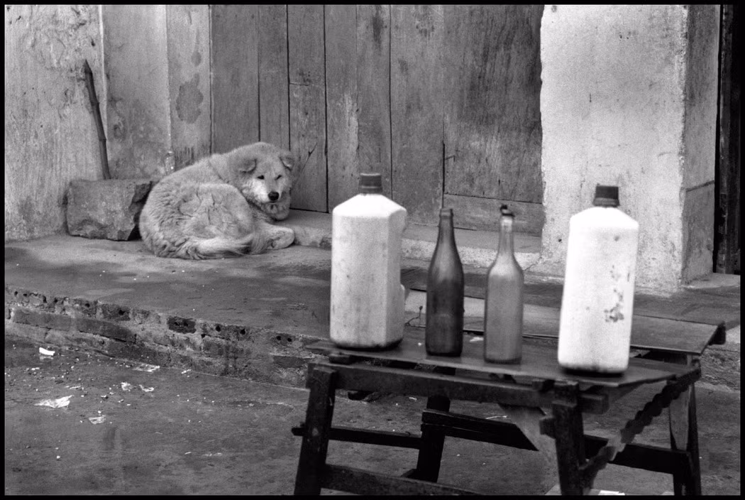 Chú chó nằm ngoài cổng nhà, gần quầy xăng vỉa hè. Ảnh: Elliott Erwitt/ Magnum Photos.