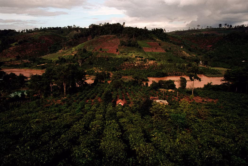 Vườn cà phê bên bờ sông. Ảnh: Christopher Anderson/ Magnum Photos.
