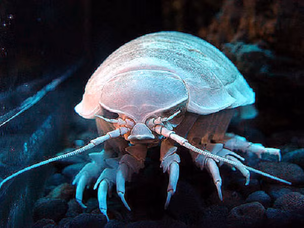 Bọ chân khổng lồ (Giant Isopods) trông giống như một con côn trùng phóng to. Con vật này thuộc họ giáp xác (tựa như pha trộn giữa tôm và cua), có tên khoa học là Bathynomus giganteus, sống ở vùng nước sâu và lạnh ở Đại Tây Dương.