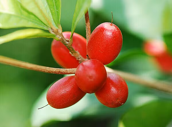  Cây thần kỳ có danh pháp khoa học Synsepalum dulcificum, được tìm thấy lần đầu tiên ở Tây Phi nhiệt đới vào năm 1725. Sở dĩ nó có tên như vậy bởi tác dụng diệu kỳ của nó.