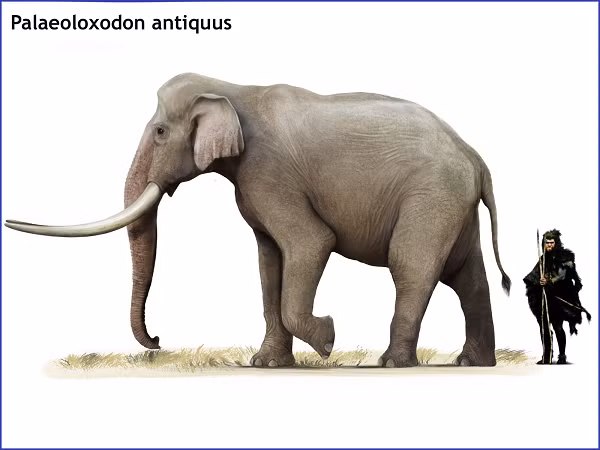 Chân của P. antiquus dài hơn một chút so với chân của voi hiện đại. Loài voi này có chiếc lưỡi dài tới 80 cm, có thể dùng để lấy lá và cỏ. Voi ngà thẳng có thể gặm cỏ hoặc với lên các tán lá cách mặt đất 8 mét.
