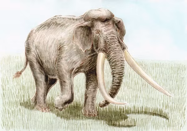 Palaeoloxodon antiquus có kích thước rất lớn, có nhiều cá thể cao tới hơn 4 mét. Hiện nay, những mẫu vật hoàn chỉnh nhất của loài này đến từ một cá thể đực khoảng 40 tuổi, cao khoảng 3,81 mét và nặng khoảng 11,3 tấn, và một cá thể cái có thể nặng khoảng 15 tấn và cao khoảng 4,2 mét, chúng có ngà dài, hơi cong lên.