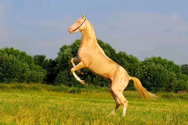 Ngựa Akhal-Teke cũng từng xuất hiện trong tiểu thuyết võ hiệp "Anh hùng xạ điêu" của Kim Dung và đồng hành cùng hoàng đế Ba Tư Xerxes và Alexander Đại Đế của người Macedonia.