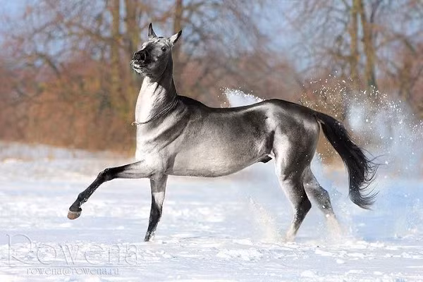Mặt và đầu của Akhal-Teke thuôn dài như quả hạnh và rất cân đối. Mũi của chúng rộng nhưng tai lại rất mảnh, làn da mỏng đến độ trong suốt. Đặc biệt, đa số mắt của loài ngựa này đều có màu xanh cẩm thạch vừa rất ma mị lại vừa rất đẹp.