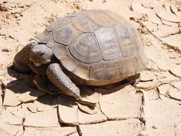 Rùa sa mạc “Gopherus agassizii” cùng với họ hàng thân thuộc “Gopherus morafkai” đã xuất sắc trở thành những cái tên xứng đáng là chuyên gia sinh tồn trên sa mạc nóng bức. Với vẻ ngoài trông như một tảng đá vô tri vô giác, chúng lại có những bí quyết phi thường giúp sống sót bên trong chính những ngôi nhà đá cứng rắn ấy, liên quan đến nguồn dự trữ nước đặc biệt.