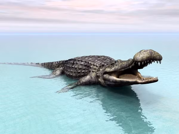 PancakeCroc (Cá sấu bánh kếp - Laganosuchus) mang chiếc hàm phẳng khổng lồ, chuyên nằm há miệng hàng giờ dưới nước để đợi con mồi. Trong khi đó, BoarCroc (Kaprosuchus) trông giống như một con lợn rừng.