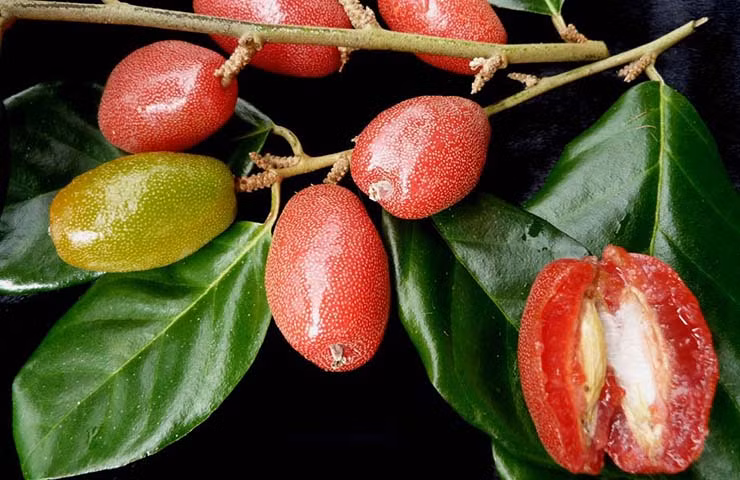 Quả nhót có thể sử dụng dưới dạng thuốc sắc hoặc tán bột để uống hàng ngày để chữa bệnh. Ảnh: Healthy-easy. 