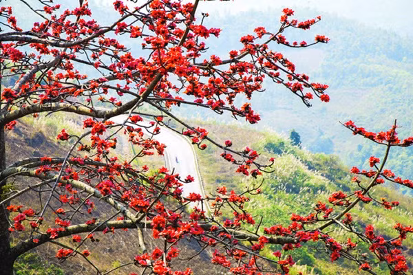 Hoa vông đỏ (hoa gạo) nở rực rỡ khắp sườn núi. Ảnh: PYS travel
