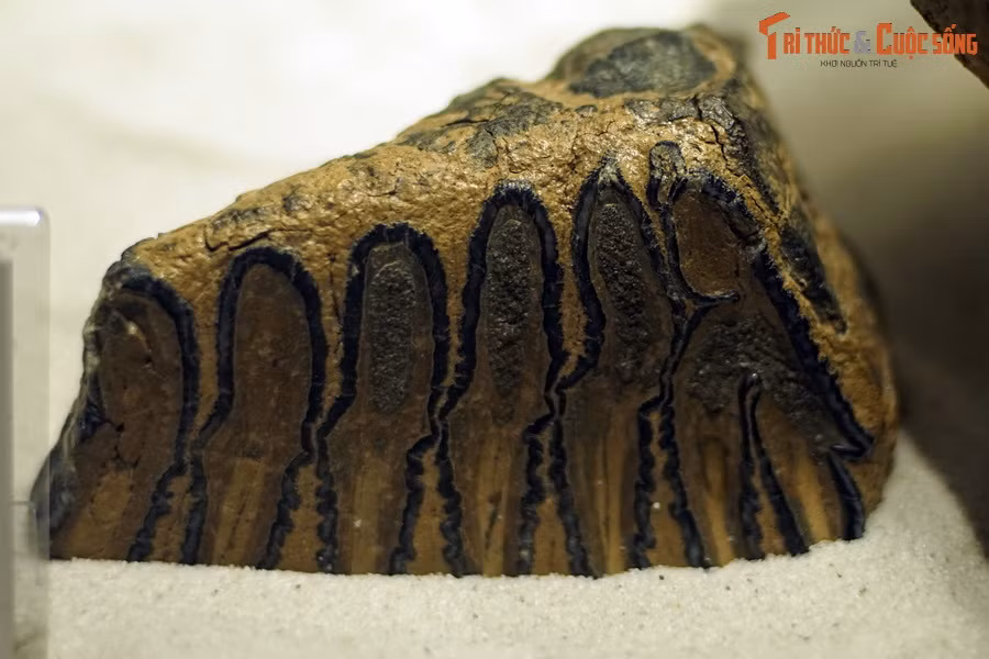 Hóa thạch răng voi ngà thẳng Palaeoloxodon antiquus, sống tại thế Pleistocene, cách đây 2,58 triệu-12.000 năm, tìm thấy trong trầm tích sông - hố sỏi tại lưu vực sông Heidelberg, Đức.