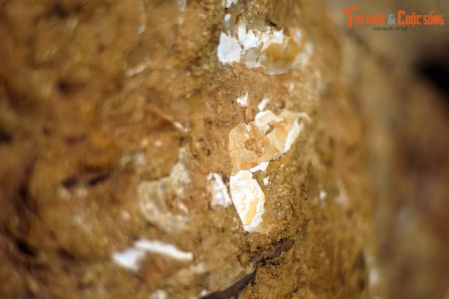 Hóa thạch của các loài cúc đá trong chi Lytoceras đã được tìm thấy trên khắp thế giới, nhiều nhất là ở Tây Âu, Morocco, Madagascar, Nam Phi và Mỹ.