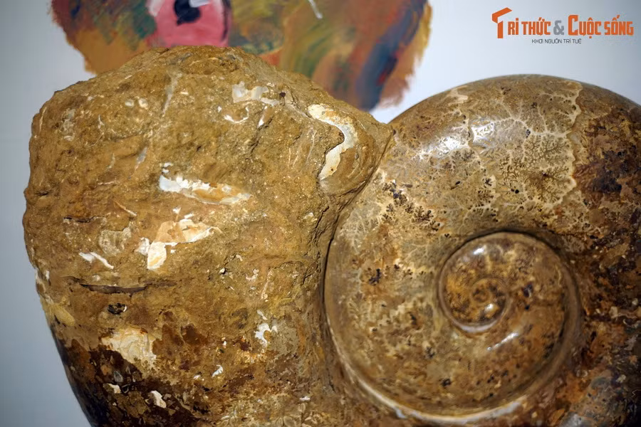 Trên phương diện phân loại học, cúc đá thuộc lớp chân đầu (Cephalopoda), có quan hệ gần gũi với các dạng còn sống như mực, bạch tuộc, đặc biệt là ốc anh vũ – đại diện duy nhất của động vật chân đầu có vỏ ngoài còn tồn tại đến ngày nay.