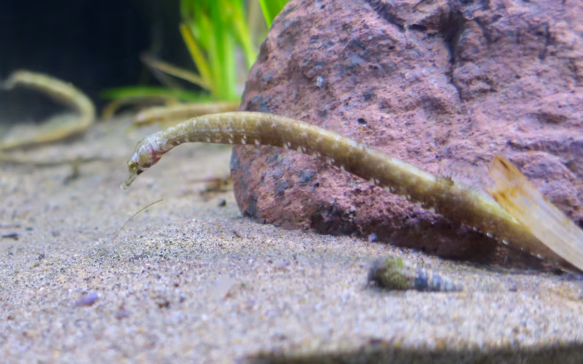 Cá chìa vôi mõm răng cưa (Trachyrhamphus serratus). Khu vực phân bố ở Việt Nam: Rải rác ở các vùng biển từ Quảng Ninh đến Kiên Giang. Ảnh: Biolib.cz.