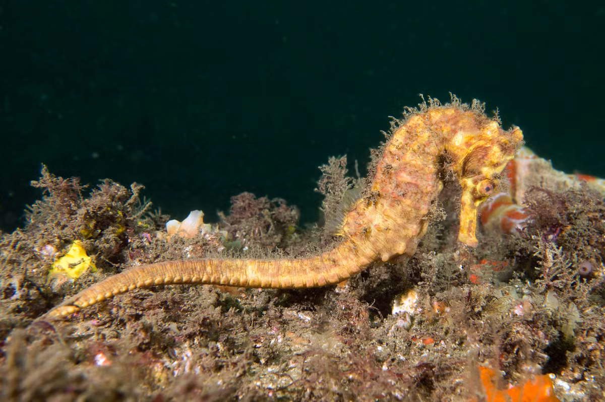 Cá ngựa Kello (Hippocampus kelloggi). Khu vực phân bố ở Việt Nam: Vịnh Bắc Bộ. Ảnh: Fishes of Australia.