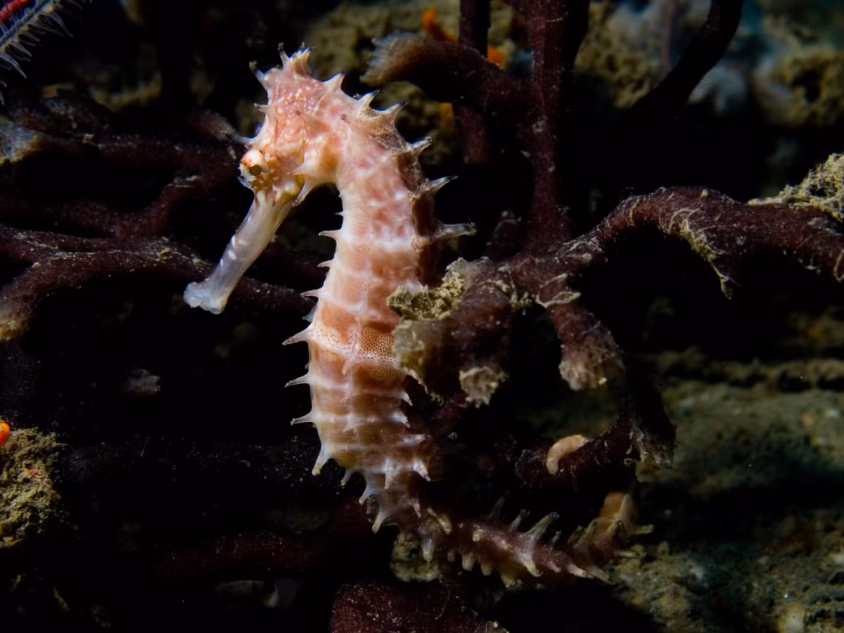 Cá ngựa gai (Hippocampus histrix). Khu vực phân bố ở Việt Nam: Vịnh Bắc Bộ, vùng biển từ Đà Nẵng đến Bà Rịa-Vũng Tàu, vùng biển thuộc tỉnh Kiên Giang. Ảnh: Wikipedia.