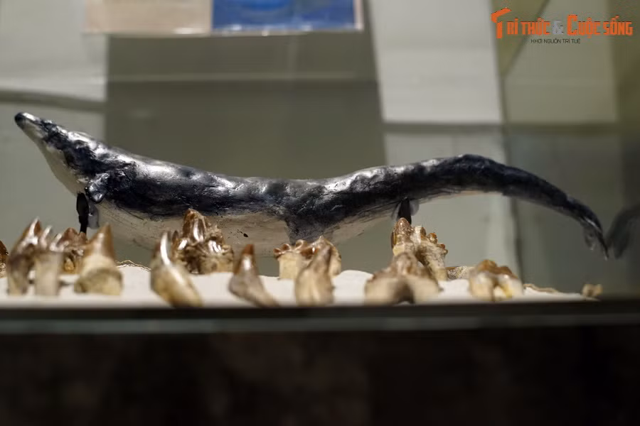 Do cấu tạo các cơ trong cơ thể, Basilosaurus không thể lặn sâu trong thời gian dài nên chúng chỉ săn mồi ở khu vực gần bề mặt nước.