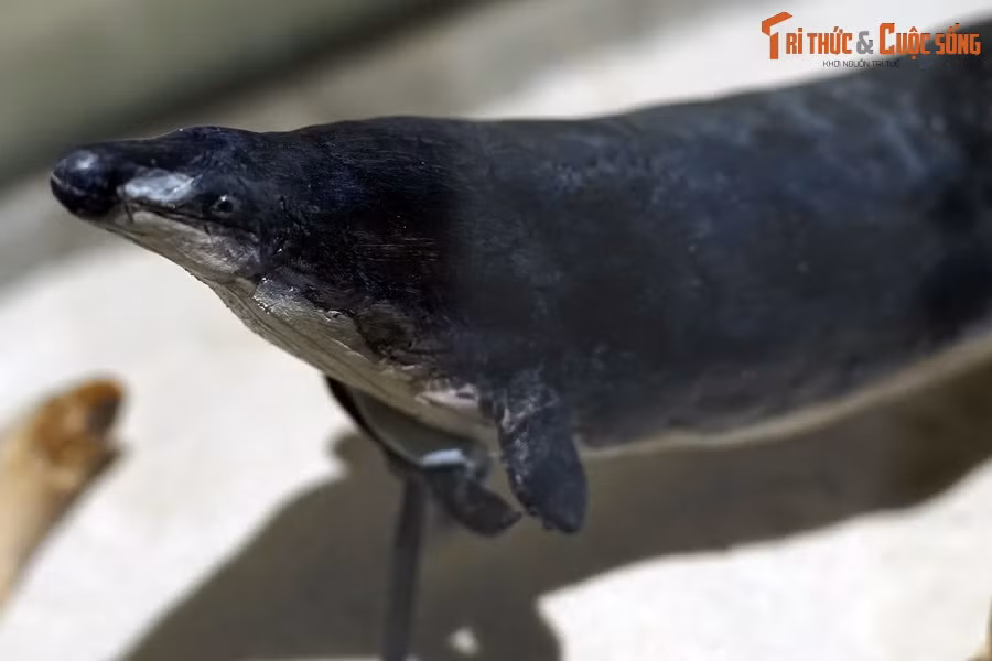 Não của Basilosaurus khá nhỏ nên các nhà cổ sinh vật học cho rằng chúng có trí thông minh không cao, không có khả năng giao tiếp xã hội như các loài cá voi hiện đại.