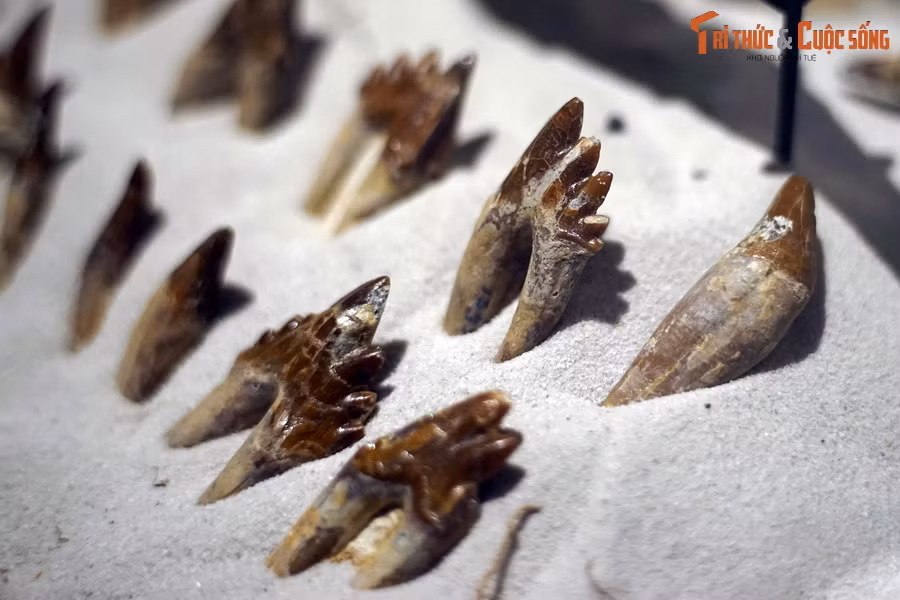 Các dấu tích hóa thạch đầu tiên của Basilosaurus lần đầu tiên đc phát hiện ở miền Nam nước Mỹ vào năm 1906. Đến tháng 6/2015, hóa thạch phần đầu của chúng được tìm thấy tại Ai Cập.