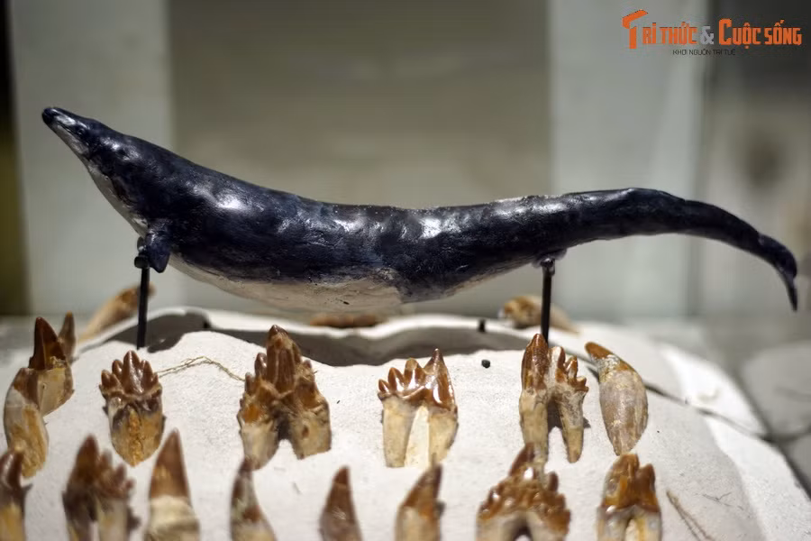 Đây là những mẫu hóa thạch răng và mô hình phục dựng của Basilosaurus, một chi cá voi cổ xưa, hiện vật của Bảo tàng Hóa thạch Hà Nội. Chi cá voi này sống vào cuối thế Eocene cách đây 34-40 triệu năm.
