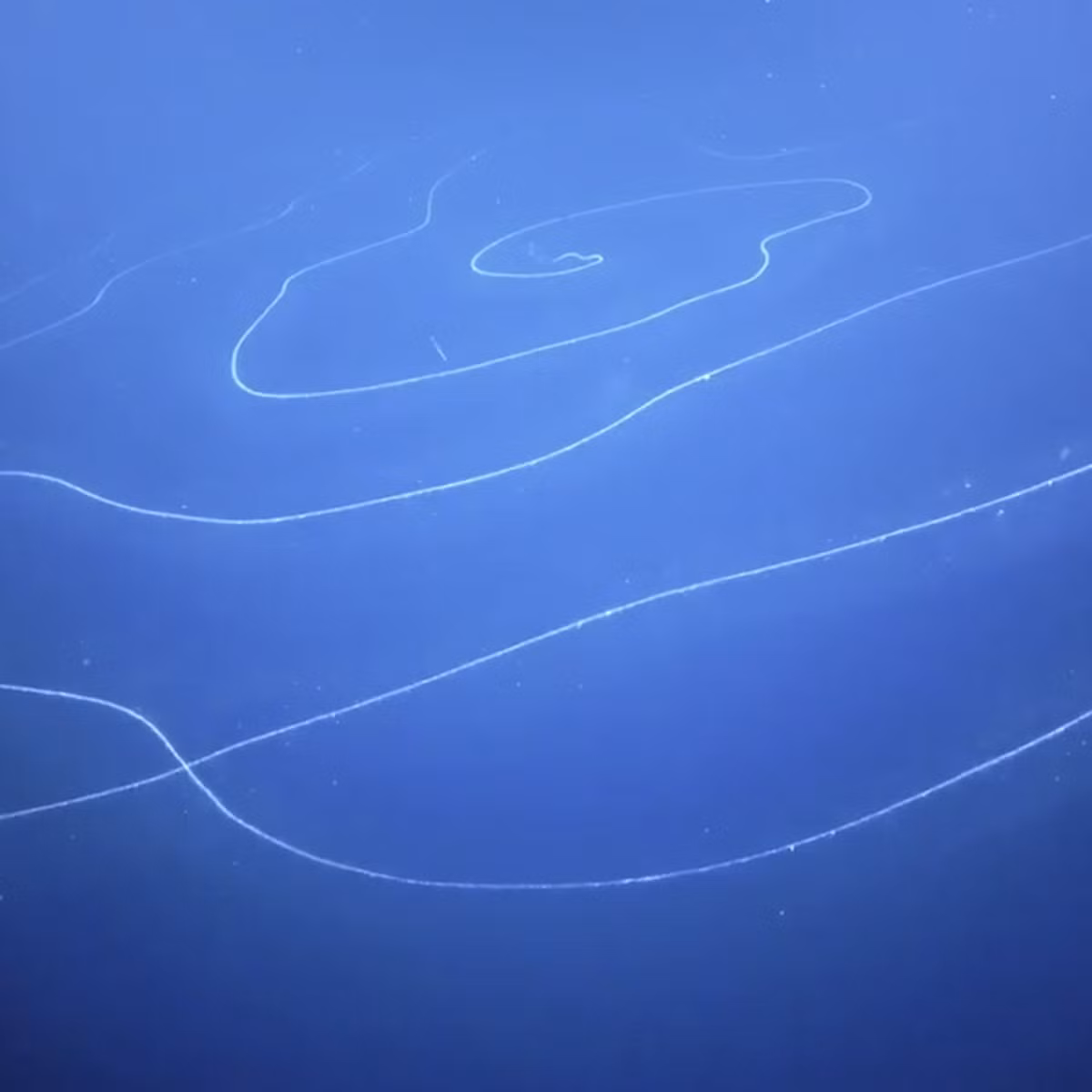 Theo các chuyên gia, sinh vật dài nhất hành tinh mới phát hiện là siphonophore (thủy tức ống) có chiều dài khoảng 45m. Nó là sinh vật sợi dài, dẻo, lơ lửng, tạo thành hình xoắn ốc khổng lồ và chuyên sống dưới biển sâu.