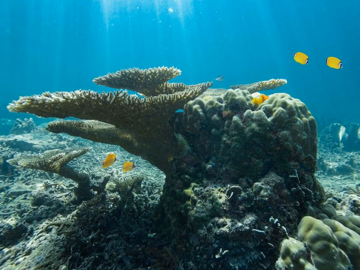 Thay vì phát triển theo cách thông thường, siphonophores có các bộ phận nhỏ gọi là zooids. Mỗi zooid có nhiệm vụ riêng như kiếm ăn, sinh sản hay thu hút con mồi.