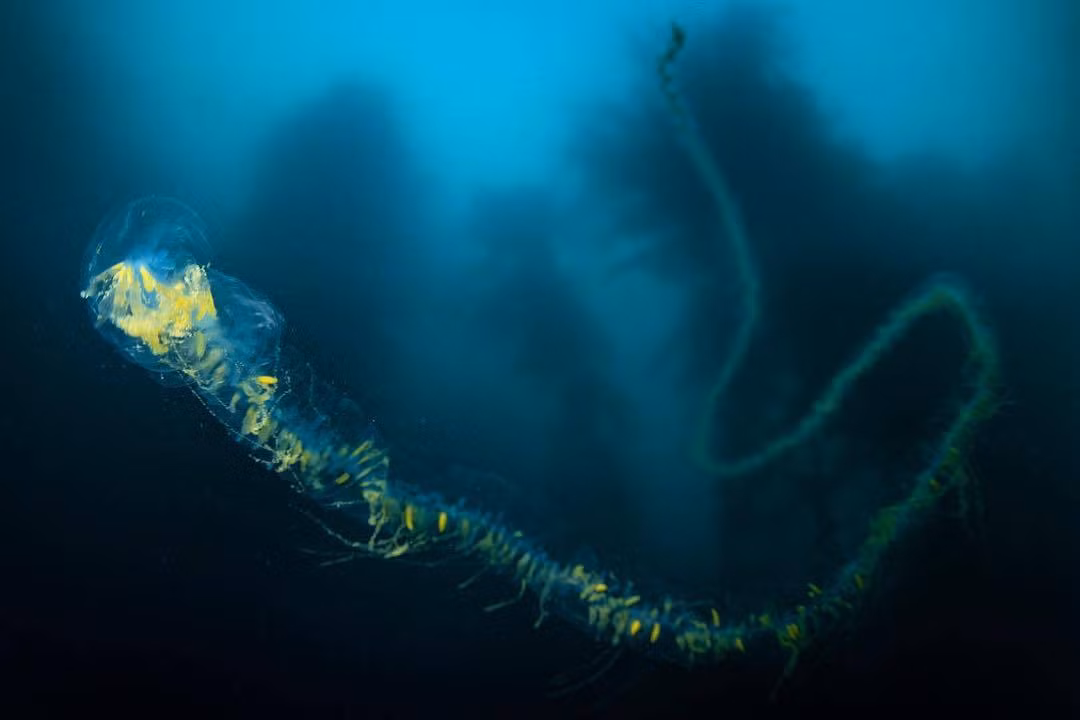 Siphonophore là một nhánh khác của sứa lửa (Portuguese man o' war). Chúng bồng bềnh trên mặt biển, kéo ra những xúc tu chết người trong đại dương.