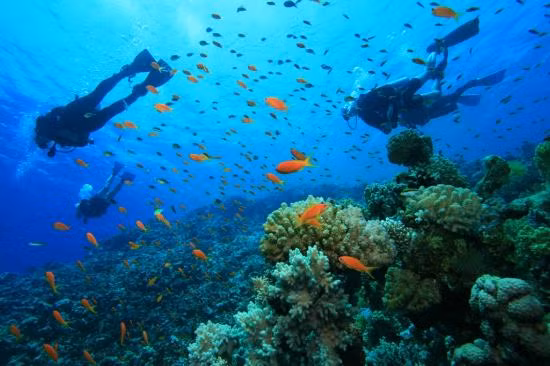 Cách siphonophore xoắn ốc được các chuyên gia cho là ở hình thái đang kiếm ăn. Rất nhiều xúc tu nhỏ của nó tạo nên một "cái bẫy" để săn những con mồi nhỏ, bao gồm cả cá và các động vật giáp xác.