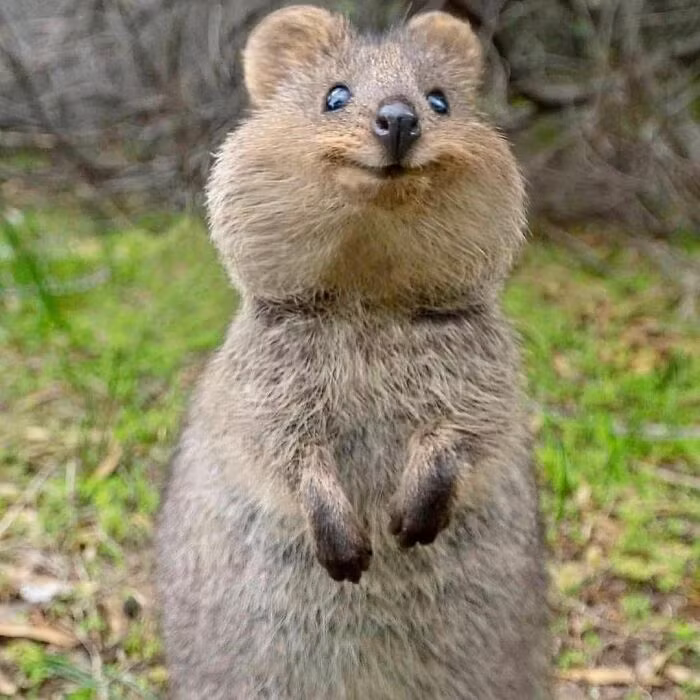 Thú có túi Quokka được mệnh danh là động vật hạnh phúc nhất thế giới bởi chúng lúc nào cũng vui vẻ, dễ mến và mỉm cười. Khi trưởng thành, mỗi cá thể có chiều dài thân từ 40 - 90 cm, đuôi dài khoảng 25 - 30 cm và cân nặng khoảng 2,5 - 5 kg.