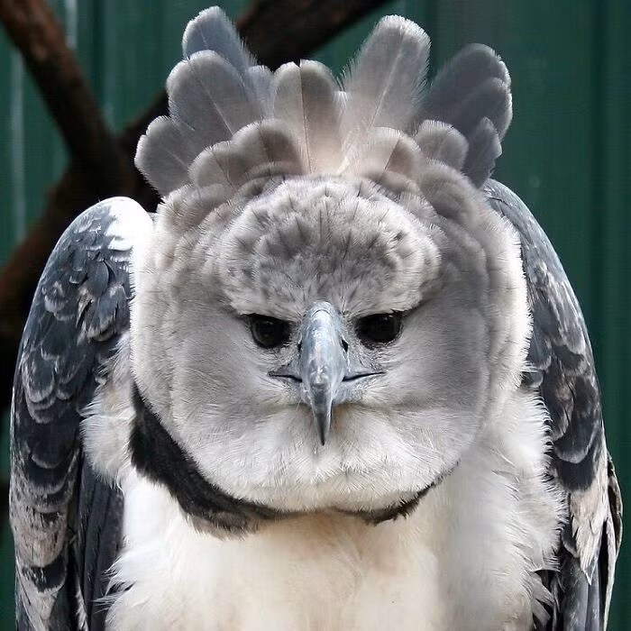 Đại bàng Harpy là một trong những loài chim săn mồi đáng sợ nhất. Sải cánh của loài đại bàng này rộng tới 2,2m. Thêm nữa, chúng sở hữu bộ móng vuốt lớn hơn so với gấu xám khiến đại bàng Harpy trở thành "quái vật" săn mồi.