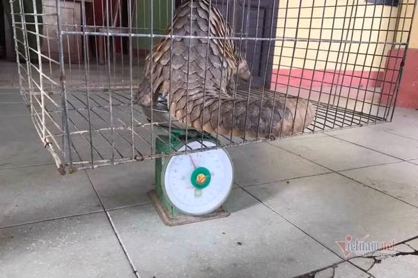 Tê tê vàng có tên khoa học là Manis pentadactyla. Đây là động vật quý hiếm thuộc nhóm IB (theo Nghị định 06/2019/NĐ-CP và Nghị định 160/2013/NĐ-CP) và nằm trong sách đỏ Việt Nam đang bị đe dọa tuyệt chủng, được pháp luật bảo vệ và nghiêm cấm khai thác, sử dụng, mua bán, tiêu thụ dưới mọi hình thức. Ảnh: Vietnamnet.