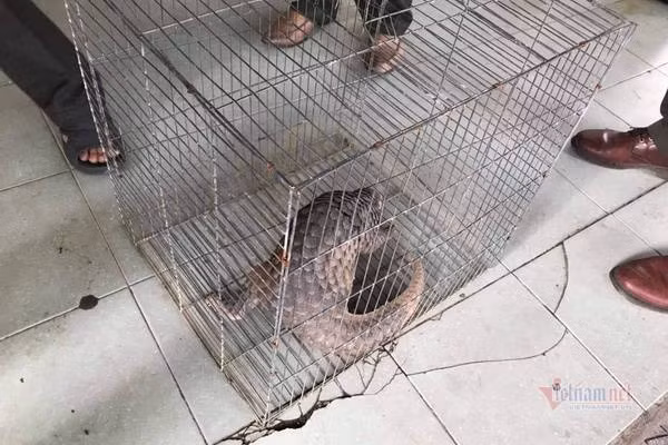 Nguyên nhân dẫn đến tình trạng này là do vấn nạn săn bắt, buôn bán trái phép quá mức để lấy thịt và vảy khiến loài tê tê vàng đứng trước nguy cơ tuyệt chủng. Ảnh: Vietnamnet.