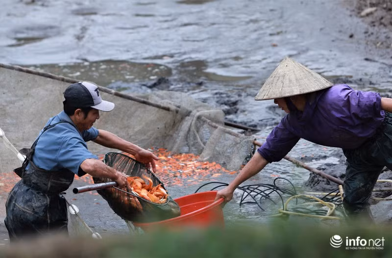 Năm nay gia đình nhà ông Luận cung cấp ra thị trường khoảng gần 2 tấn cá chép đỏ cúng ông Công, ông Táo.