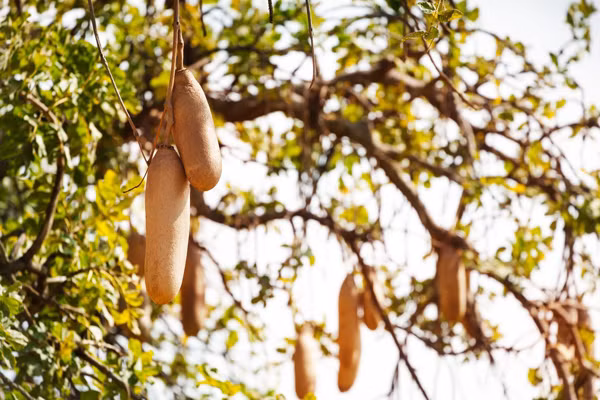 Nhờ các thành phần bên trong, quả xúc xích được cả y học hiện đại và y học cổ truyền tận dụng, chiết xuất để tạo ra những sản phẩm có lợi cho sức khỏe. Cụ thể, trong y học cổ truyền Châu Phi, quả xúc xích khô được nghiền nát và sử dụng như chất làm mềm da, chống lại bệnh chàm, vẩy nến...