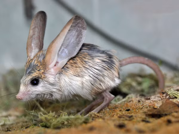 Đôi chân dài, bàn chân lớn giúp chuột nhảy jerboa tai dài di chuyển giống như một con chuột túi. Lòng bàn chân của chúng còn được bao phủ những sợi lông cứng để dễ dàng đi trên sa mạc.