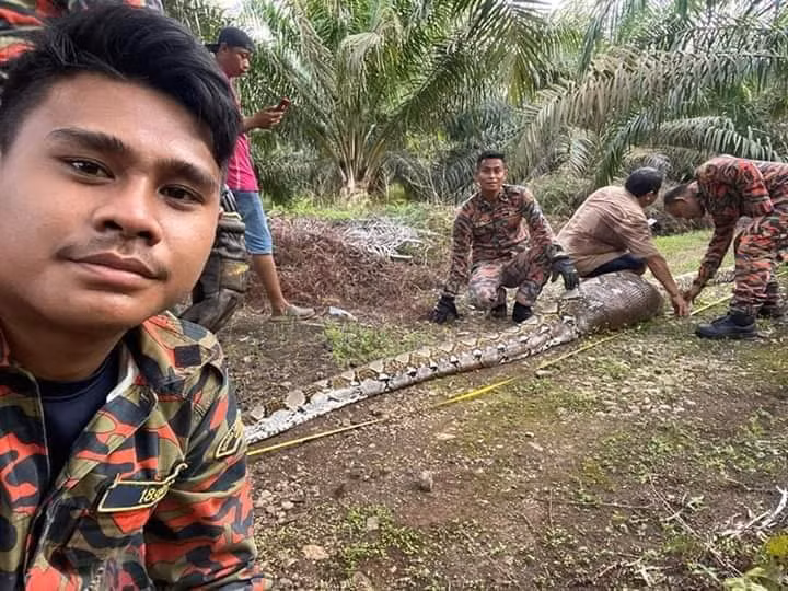 Ăn no phè phỡn, trăn khổng lồ nằm vật giữa đường và kết An no phe phon, tran khong lo nam vat giua duong va ket
