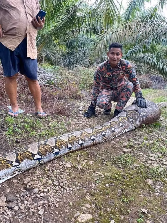 Ăn no phè phỡn, trăn khổng lồ nằm vật giữa đường và kết - Hình 2 An no phe phon, tran khong lo nam vat giua duong va ket-Hinh-2