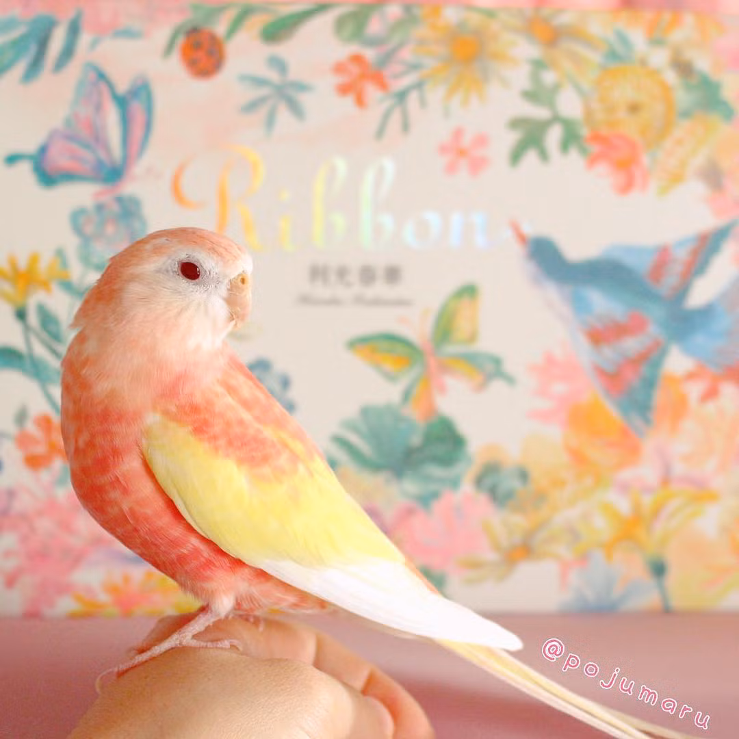 Chính nhờ màu sắc chẳng giống ai, loài vẹt này còn được gọi là vẹt sữa dâu.